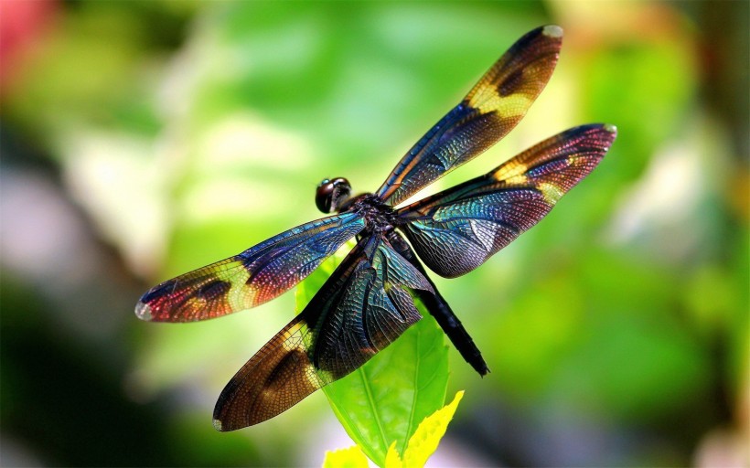 点击大图看下一张：唯美的蜻蜓图片
