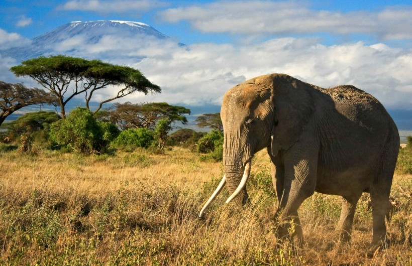 点击大图看下一张：威武的大象动物图片