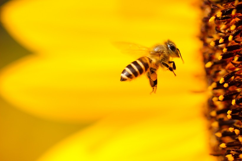 点击大图看下一张：嗡嗡的小蜜蜂图片