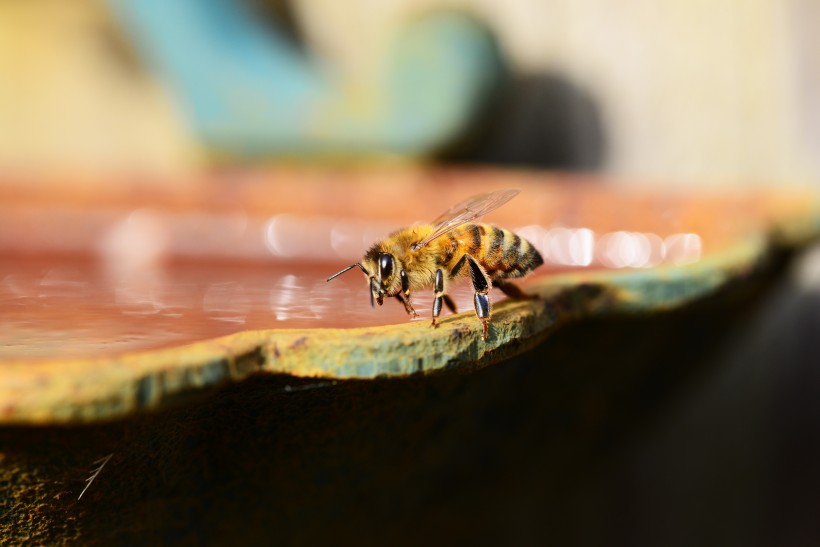 点击大图看下一张：嗡嗡的小蜜蜂图片