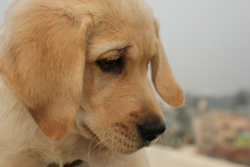 点击大图看下一张：温和的拉布拉多犬图片