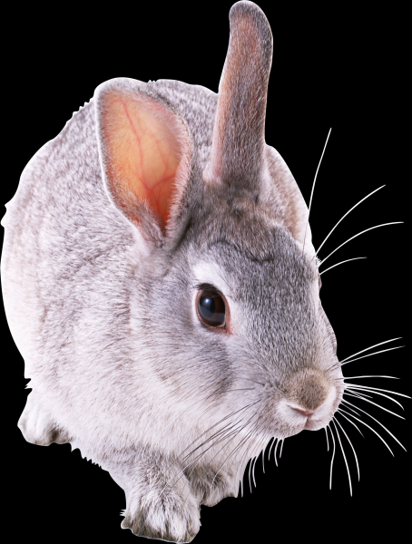 点击大图看下一张：兔子透明背景PNG图片