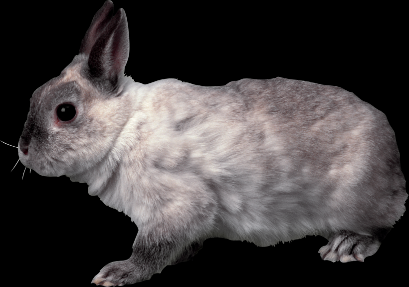 点击大图看下一张：兔子透明背景PNG图片