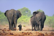 温馨大象家庭图片_24张