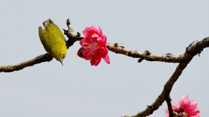 点击大图看下一张：桃花树上的绣眼鸟图片