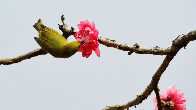点击大图看下一张：桃花树上的绣眼鸟图片