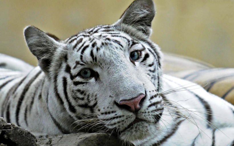 点击大图看下一张：威猛的白虎图片