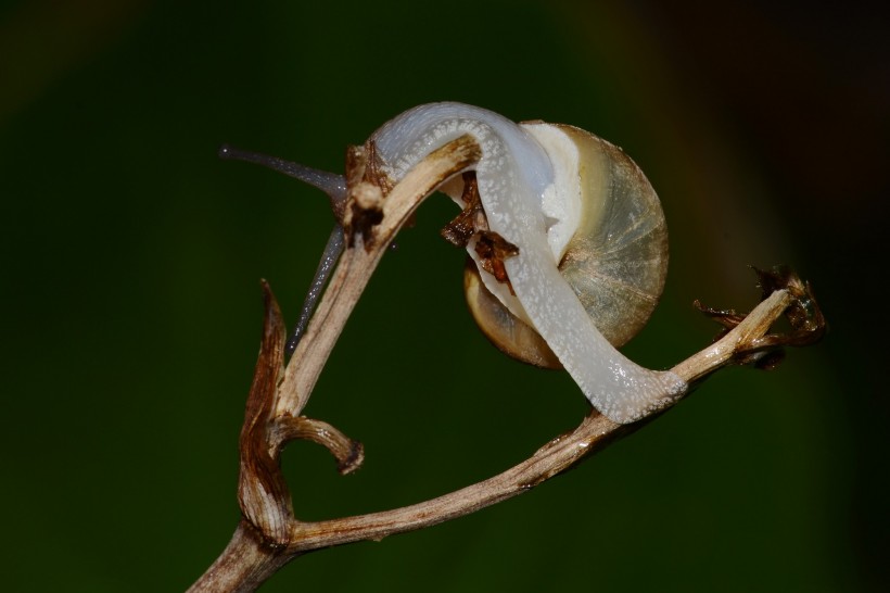 点击大图看下一张：爬树枝的蜗牛图片
