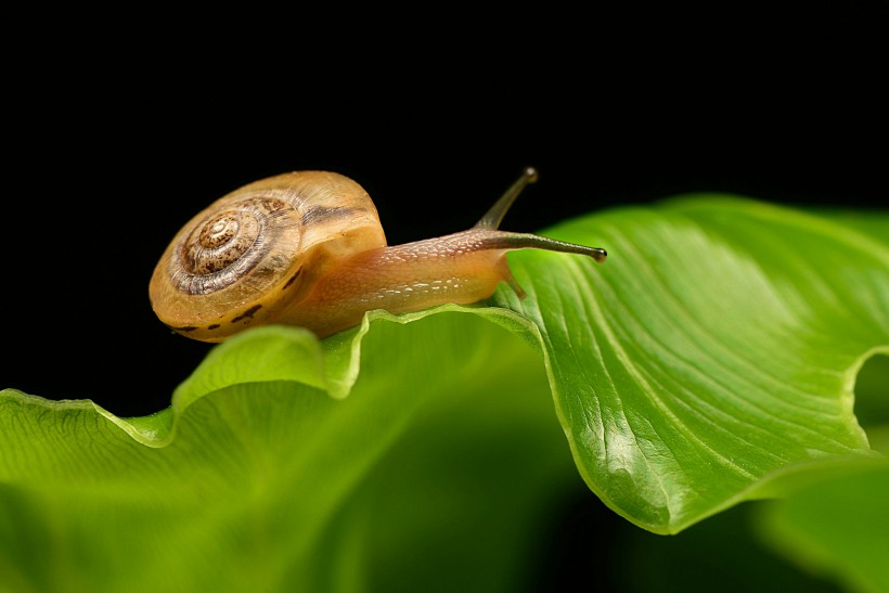 点击大图看下一张：吃食物的蜗牛图片