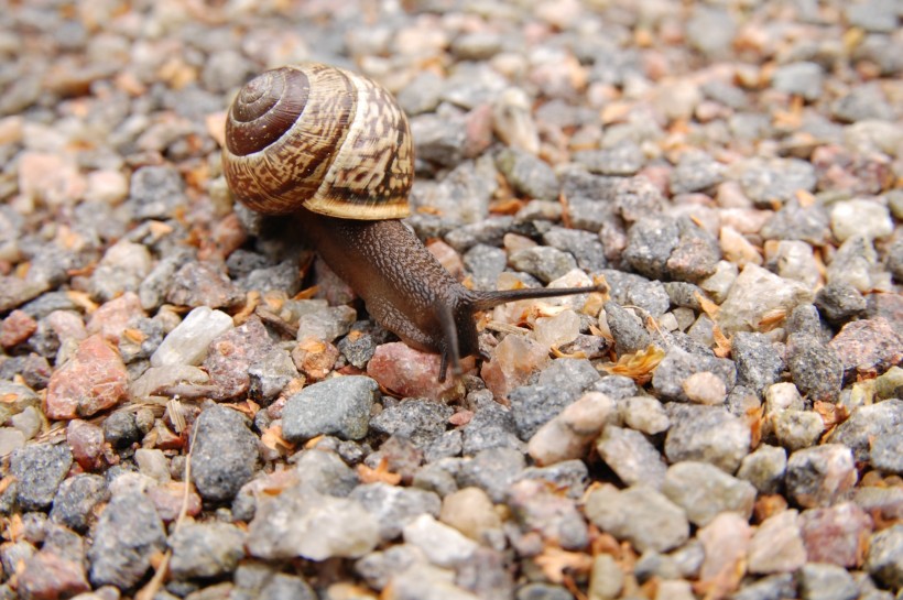 点击大图看下一张：爬行的蜗牛图片