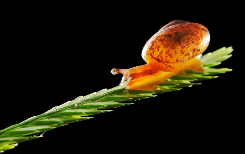 点击大图看下一张：奋力爬行的蜗牛图片
