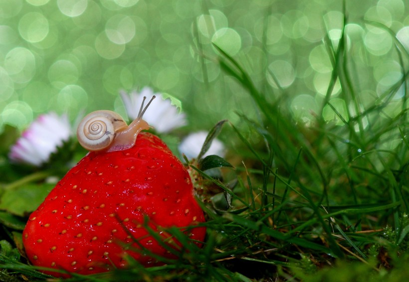 点击大图看下一张：可爱小巧的蜗牛图片