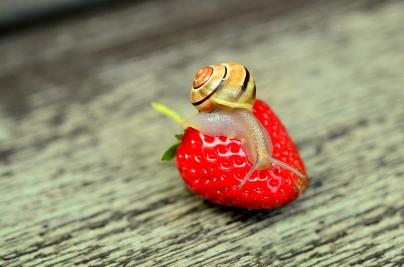 点击大图看下一张：可爱小巧的蜗牛图片