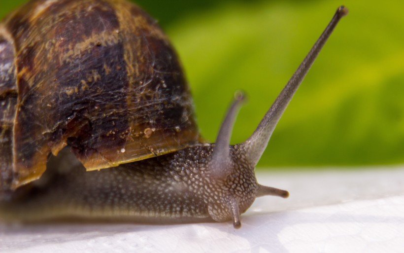 点击大图看下一张：移动缓慢的蜗牛图片