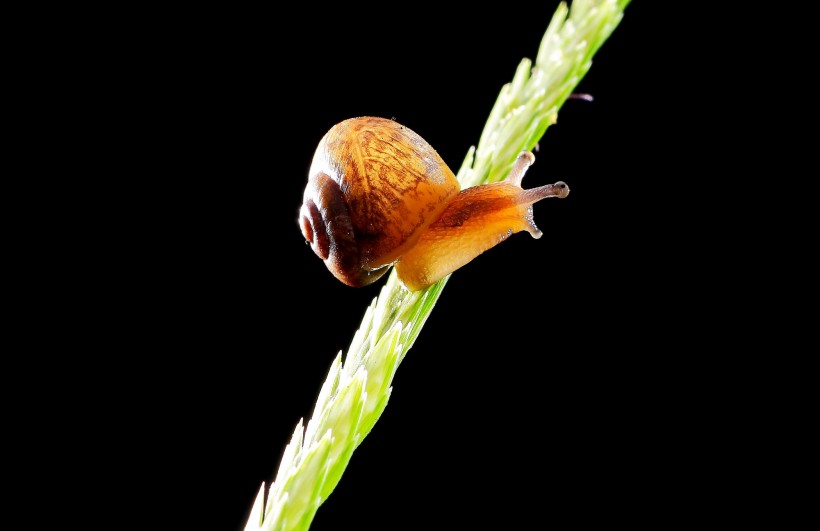点击大图看下一张：奋力爬行的蜗牛图片