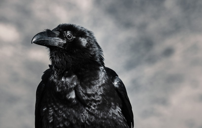 点击大图看下一张：漆黑的乌鸦图片