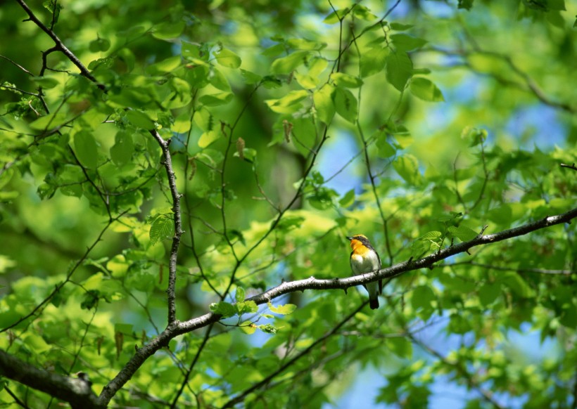 点击大图看下一张：夏季树枝上的鸟图片