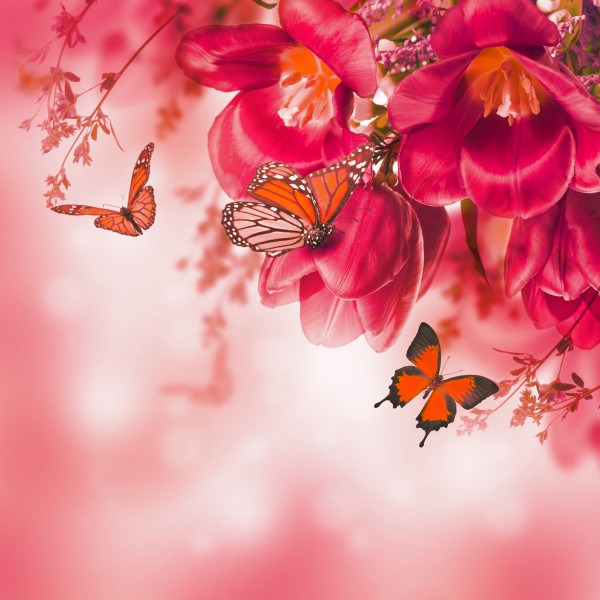 点击大图看下一张：鲜花中蝴蝶图片