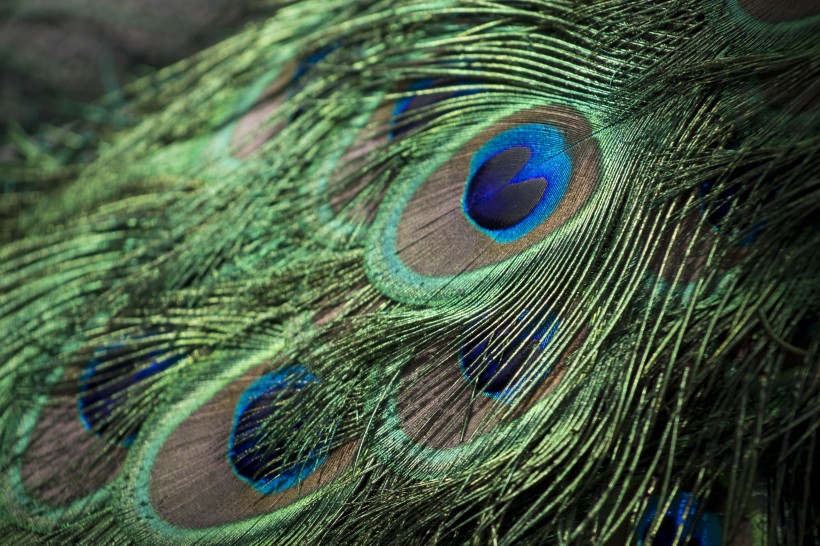 点击大图看下一张：鲜艳夺目的蓝孔雀图片