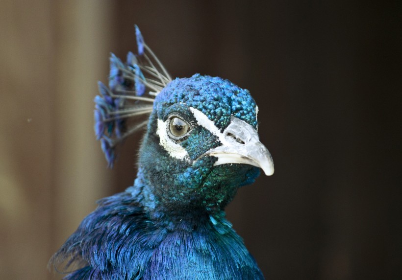 点击大图看下一张：鲜艳夺目的蓝孔雀图片