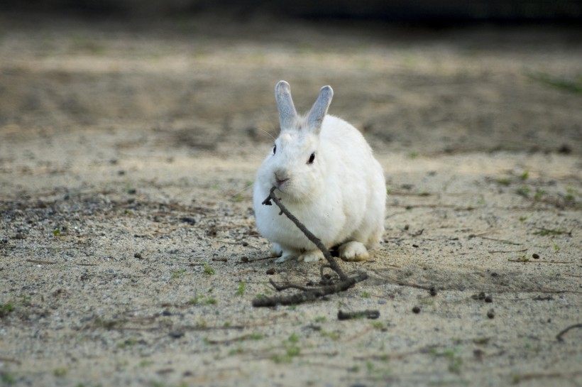 点击大图看下一张：雪白的小白兔图片