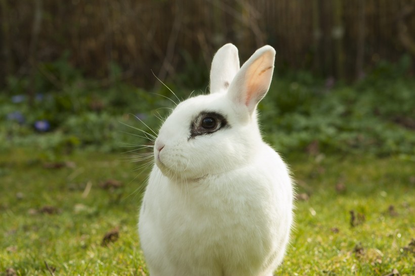 点击大图看下一张：雪白的小白兔图片