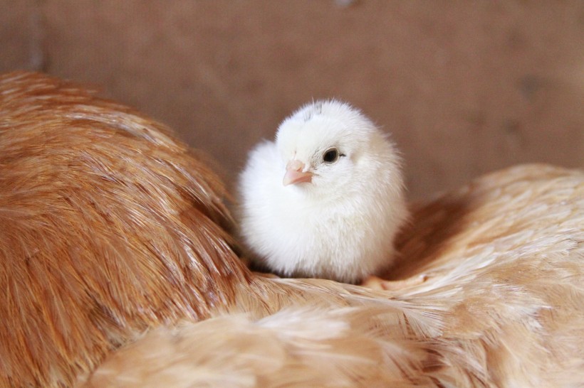 点击大图看下一张：毛绒绒的雏鸡图片