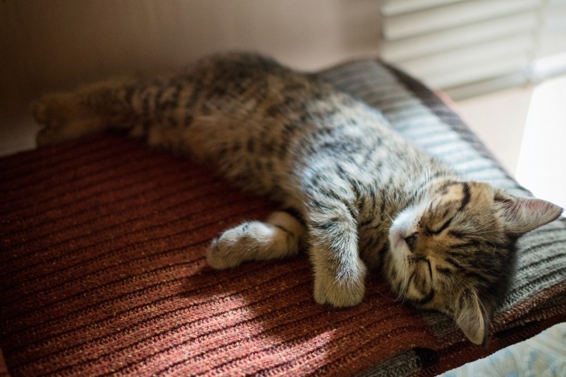 点击大图看下一张：躺着睡觉的小猫图片