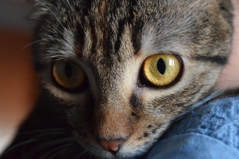 点击大图看下一张：睁大双眼的小猫图片