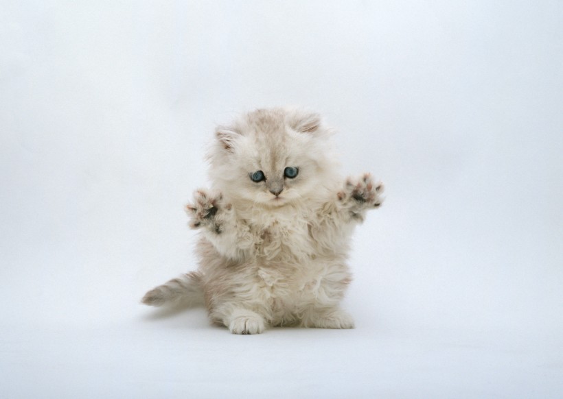 点击大图看下一张：小猫的可爱搞笑动作图片