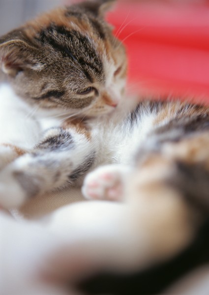 点击大图看下一张：小猫的可爱搞笑动作图片