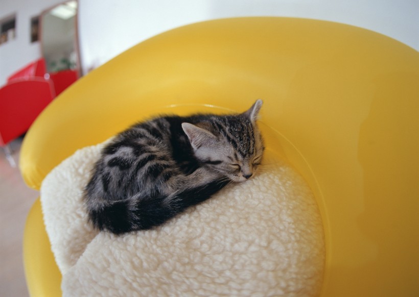 点击大图看下一张：小猫睡姿图片