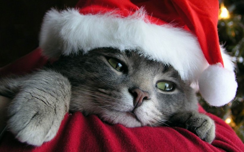 点击大图看下一张：戴圣诞帽的小猫小狗图片