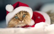 戴圣诞帽的小猫小狗图片_9张
