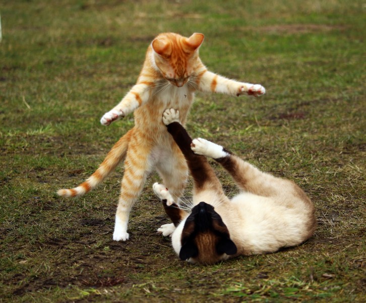 点击大图看下一张：小猫战斗图片