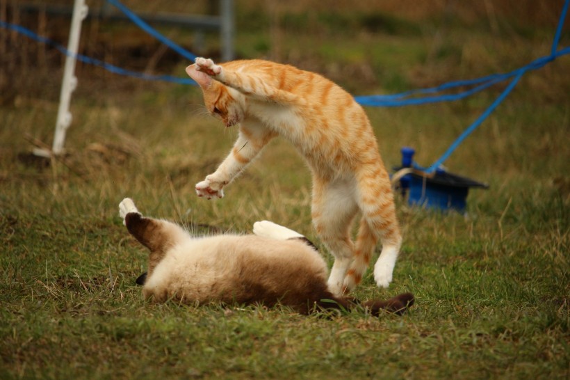 点击大图看下一张：小猫战斗图片