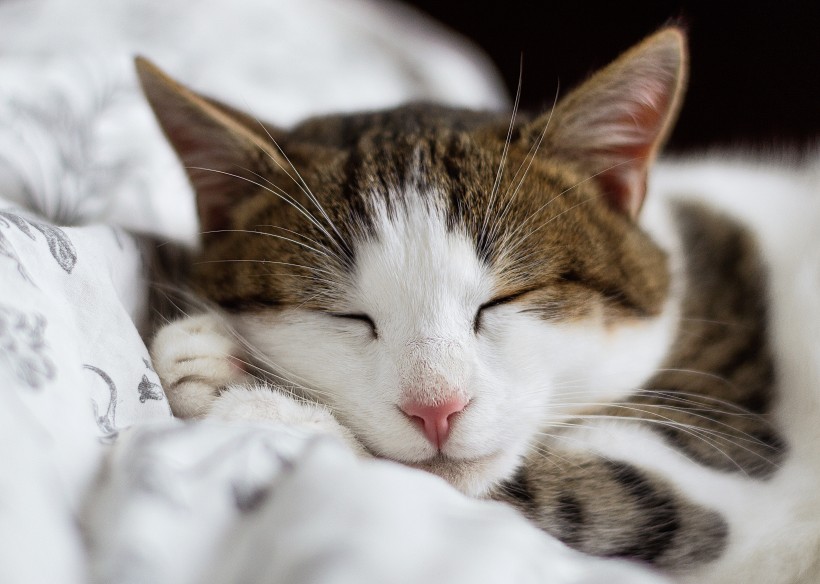 点击大图看下一张：躺着睡觉的小猫图片