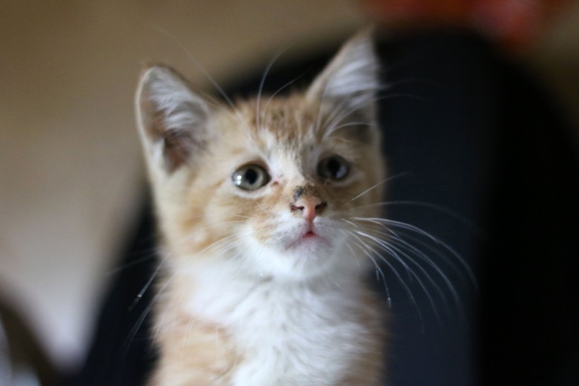 点击大图看下一张：可爱的小奶猫图片