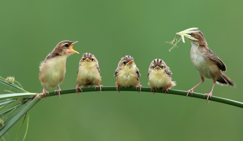 点击大图看下一张：小鸟的全家福图片