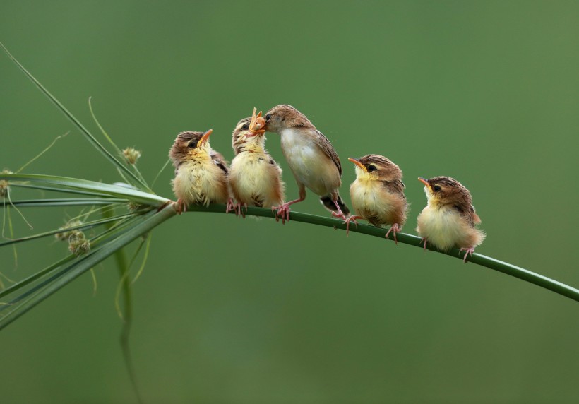 点击大图看下一张：小鸟的全家福图片