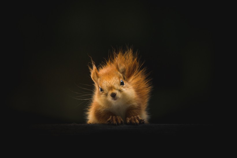 点击大图看下一张：灵巧可爱的小松鼠图片