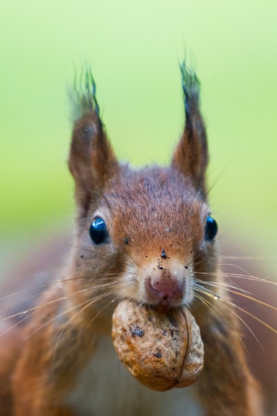 点击大图看下一张：可爱的小松鼠图片