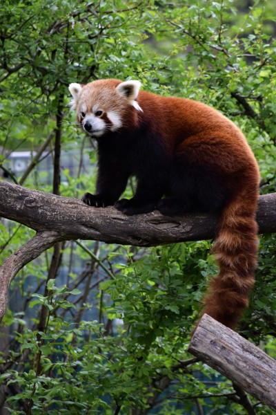 点击大图看下一张：树干上的小熊猫图片