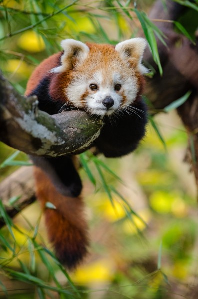 点击大图看下一张：褐红色的小熊猫图片