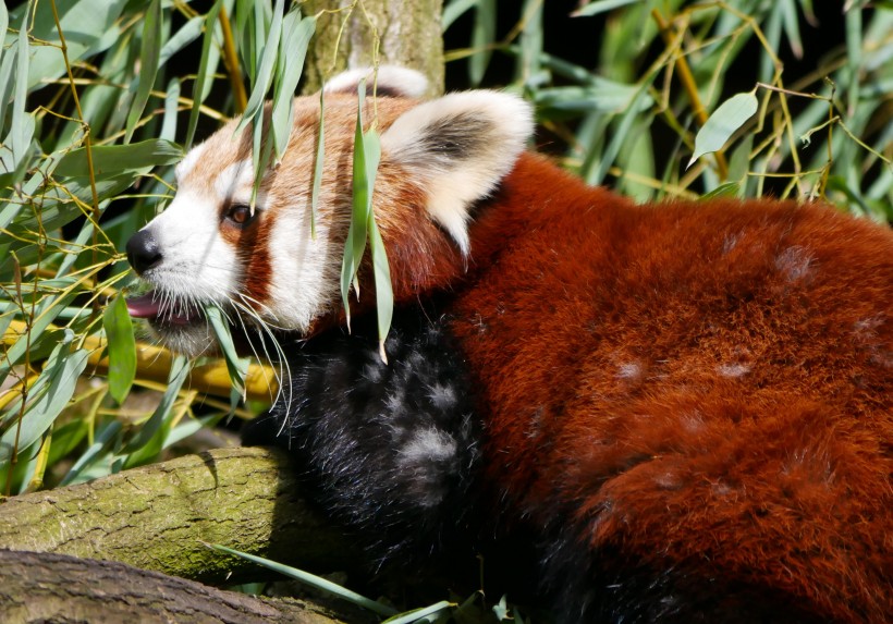 点击大图看下一张：正在吃竹叶的小熊猫图片