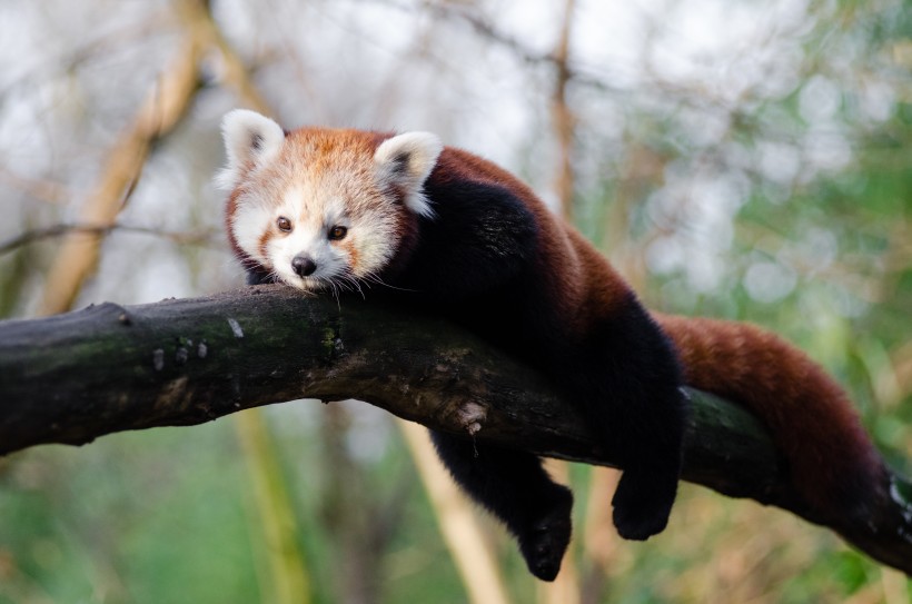 点击大图看下一张：树干上的小熊猫图片