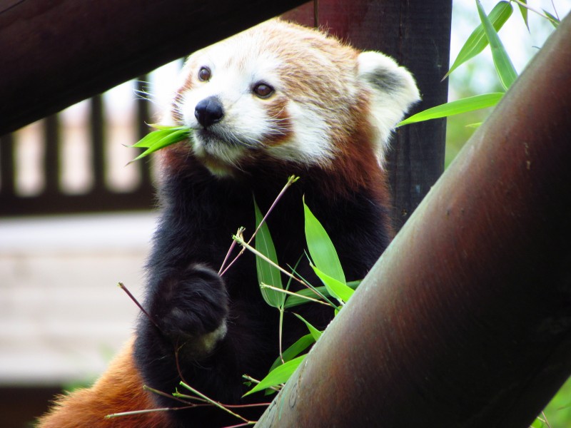 点击大图看下一张：正在吃竹叶的小熊猫图片