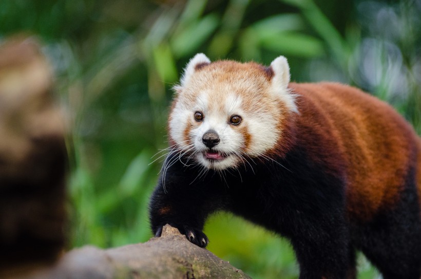 点击大图看下一张：褐红色的小熊猫图片