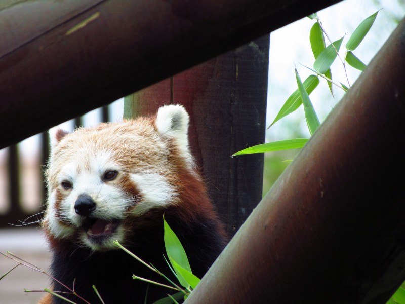 点击大图看下一张：活泼可爱的小熊猫图片