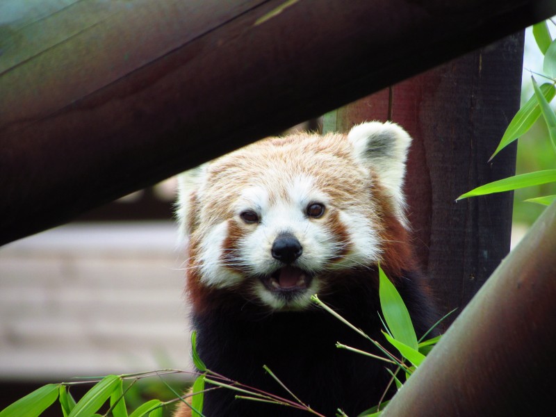 点击大图看下一张：活泼可爱的小熊猫图片